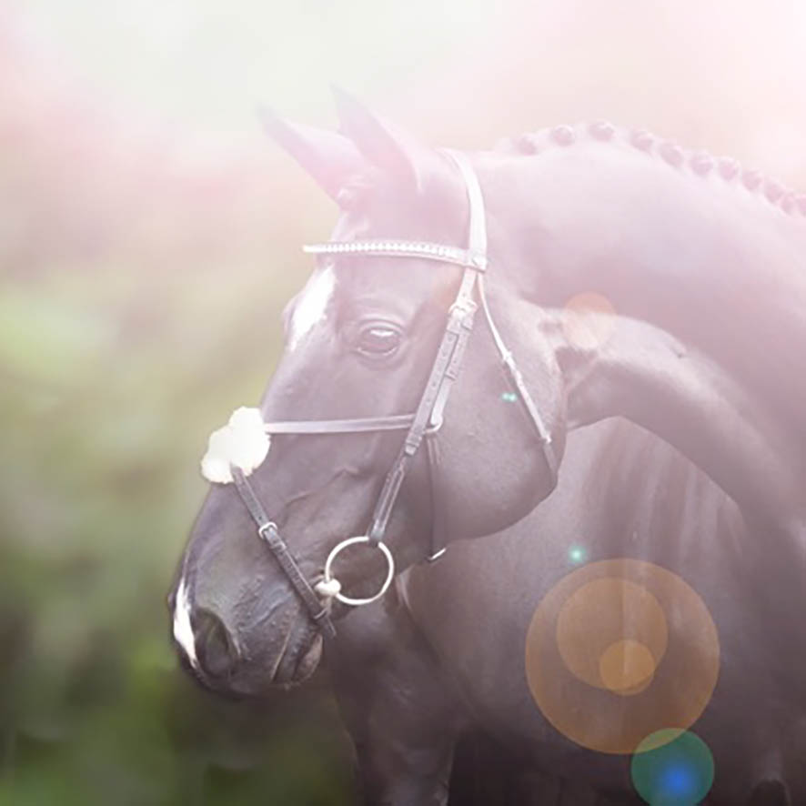 Vahannan_Ratsutilan_toiminta_jatkuu